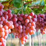 Khasiat Buah Anggur untuk Kesehatan